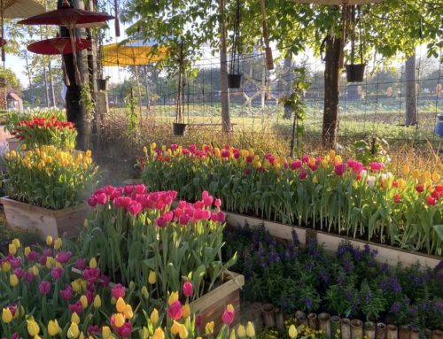 เทศกาลท่องเที่ยวแม่เมาะ ครั้งที่ 18