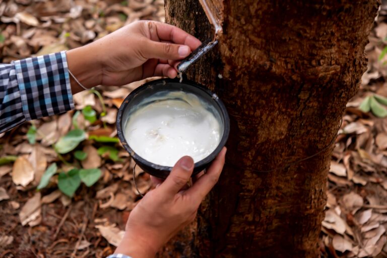 ไทยต้องพร้อมรับ EUDR เมื่ออียูเตรียมแบนสินค้าเข้าข่ายทำลายป่า