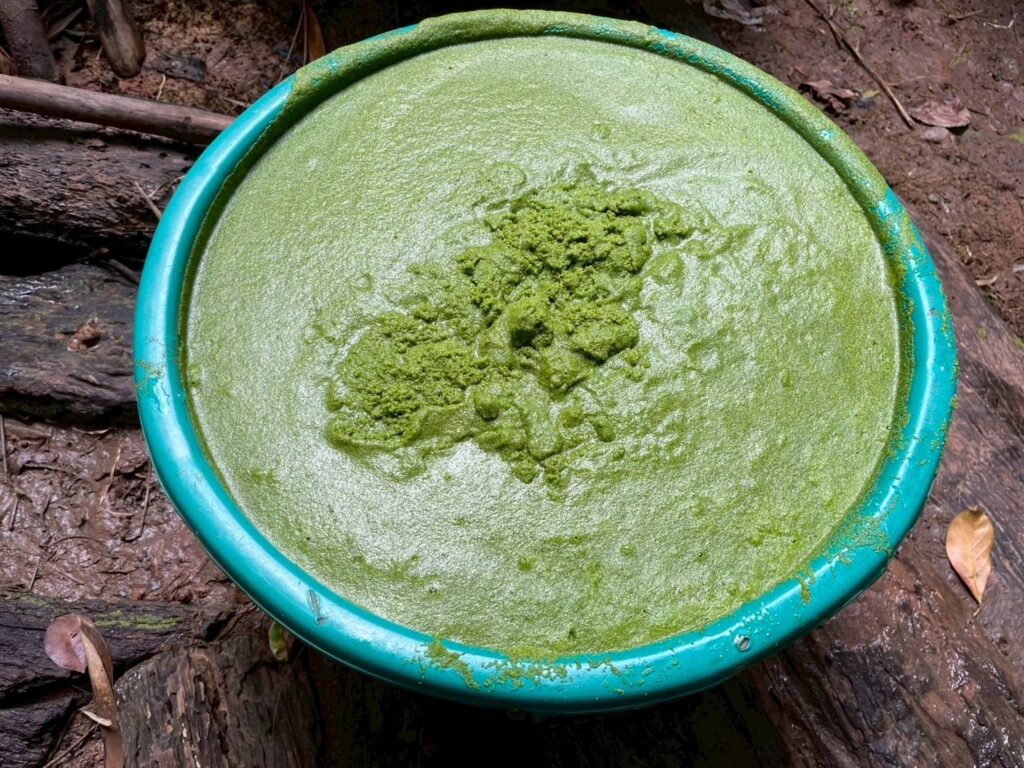 “อาหารแห่งอนาคต” (Future Food) คือ “ผำ” หรือไข่น้ำ