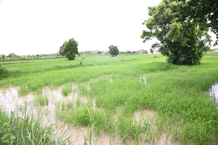 พาณิชย์เตรียมชงมาตรการใหม่ เพิ่มเติมให้ คณะกรรมการนโยบายข้าวเคาะมาตรการพยุงราคาข้าวเปลือก นาปี 2025/2026