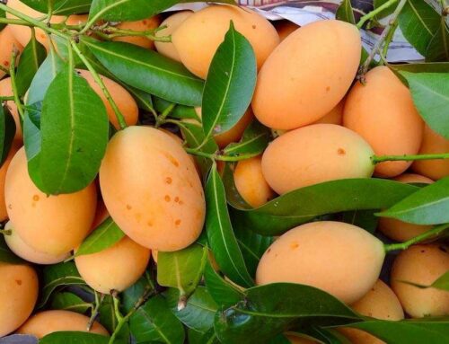 กรมทรัพย์สินทางปัญญายกระดับผลไม้ท้องถิ่น ขึ้นทะเบียน GI “มะยงชิดแม่ย่าสุโขทัย” ผลไม้เอกลักษณ์จากลุ่มน้ำยม