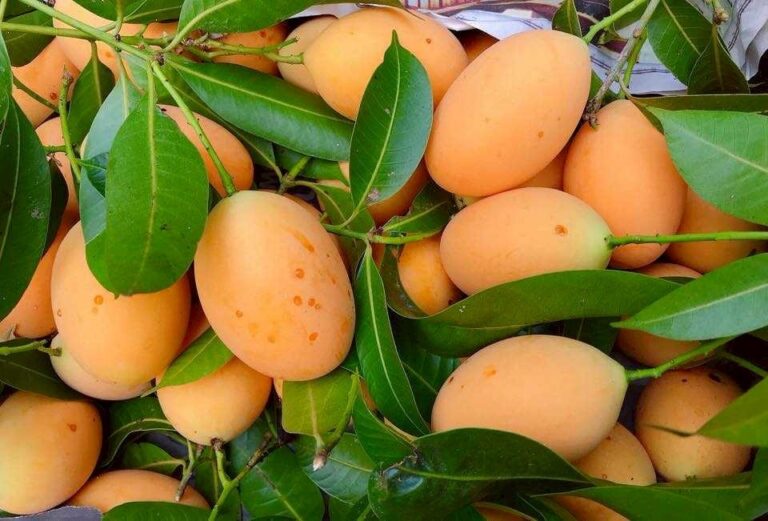 กรมทรัพย์สินทางปัญญายกระดับผลไม้ท้องถิ่น ขึ้นทะเบียน GI “มะยงชิดแม่ย่าสุโขทัย” ผลไม้เอกลักษณ์จากลุ่มน้ำยม