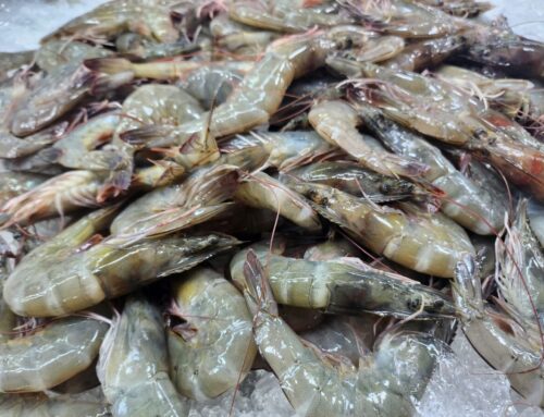 เปิดแนวทางแก้ปัญหาโรคกุ้งอย่างยั่งยืน