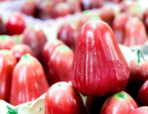 กรมทรัพย์สินทางปัญญา ประกาศ “ชมพู่คลองหาด” เป็น GI น้องใหม่ ชมพู่เกรดพรีเมียม ของดีสระแก้ว