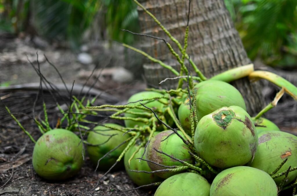 กรมทรัพย์สินทางปัญญา พา “มะพร้าวน้ำหอมราชบุรี” ขึ้นทะเบียน GI ใน EU สำเร็จ! ปักธงโอกาสทางการค้ากว่า 27 ประเทศ ดันผลไม้คุณภาพของไทยเฉิดฉายในเวทีโลก