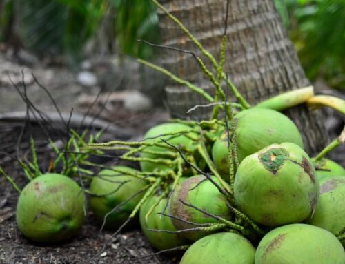 กรมทรัพย์สินทางปัญญา พา “มะพร้าวน้ำหอมราชบุรี” ขึ้นทะเบียน GI ใน EU สำเร็จ! ปักธงโอกาสทางการค้ากว่า 27 ประเทศ ดันผลไม้คุณภาพของไทยเฉิดฉายในเวทีโลก