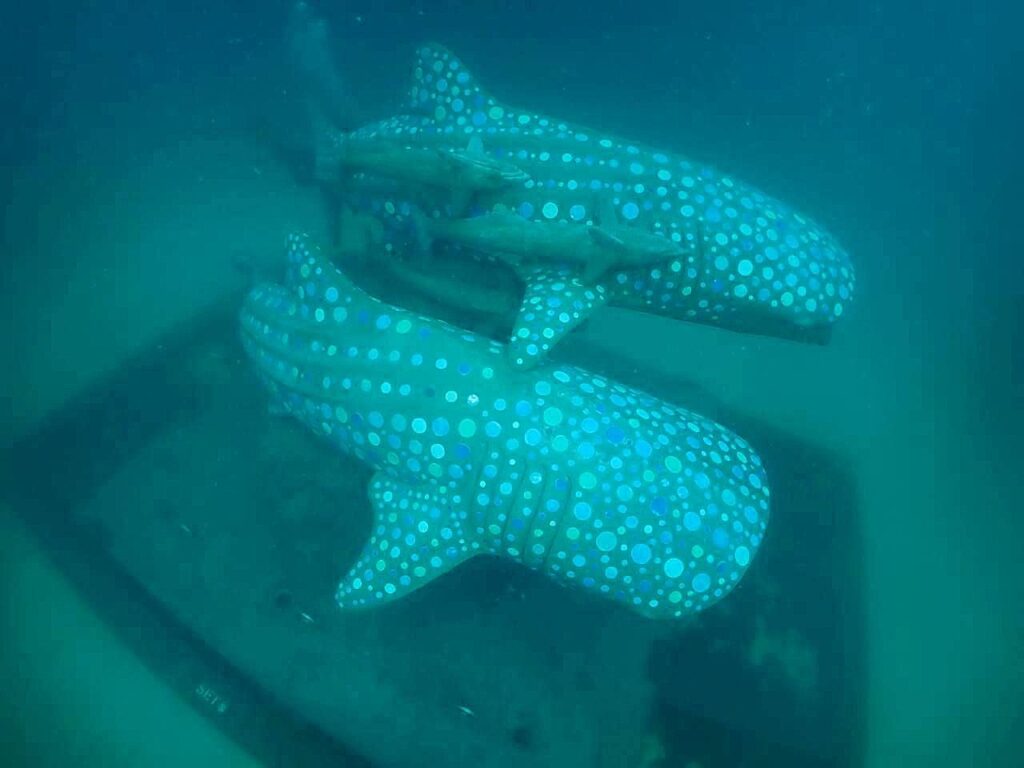 ปตท.สผ. เริ่มวาง “ลานประติมากรรมใต้ทะเล Ocean for Life” สร้างแหล่งปะการังเทียมและจุดดำน้ำแห่งใหม่ ฟื้นฟูท้องทะเลไทยที่เกาะเต่า